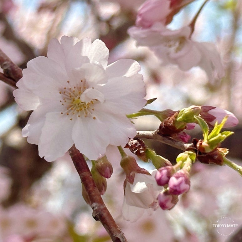Somei-Yoshino cherry blossoms at Asakusa Sumida Park