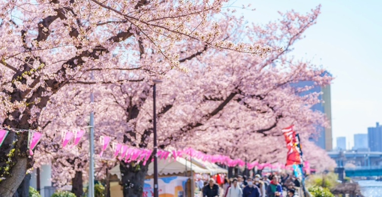 Cherry blossom festival on the west (Taito Ward) side of Sumida Park