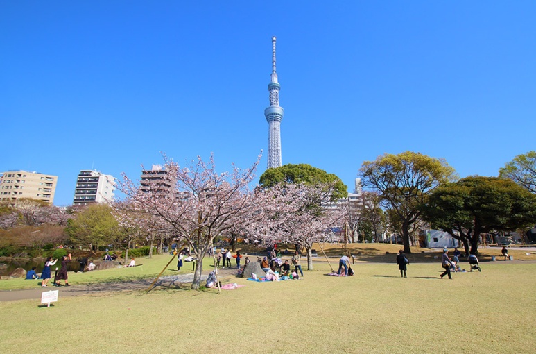 Cherry blossoms at Soyokaze Hiroba lawn in Sumida Ward
