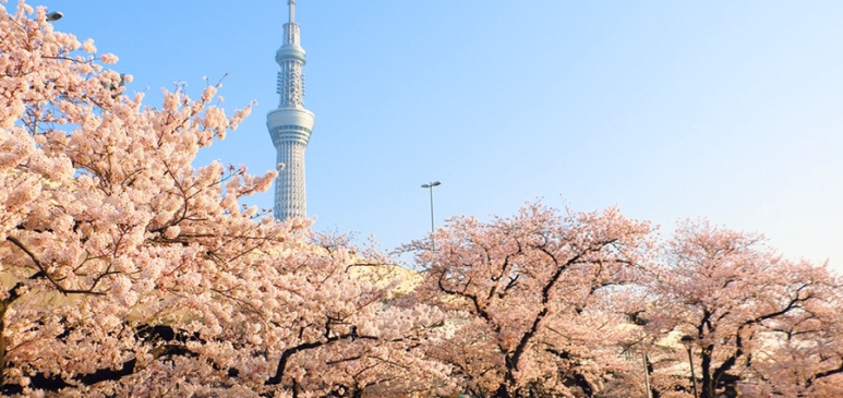 Bokutei Cherry Blossom Festival with Skytree view on the east side of Sumida River
