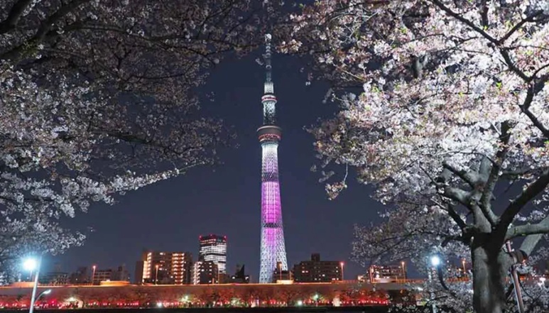 Night cherry blossom promenade and Skytree illuminated over Sumida River