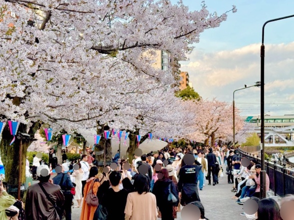 Asakusa Sumida River cherry blossom half-day course walking route scenery