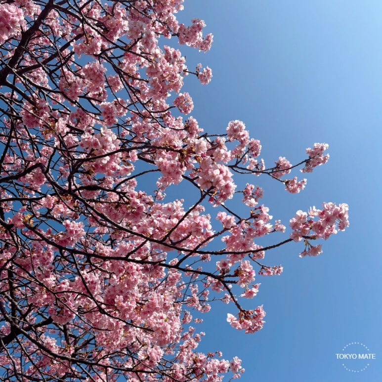 Asakusa cherry blossom Sumida River festival guide