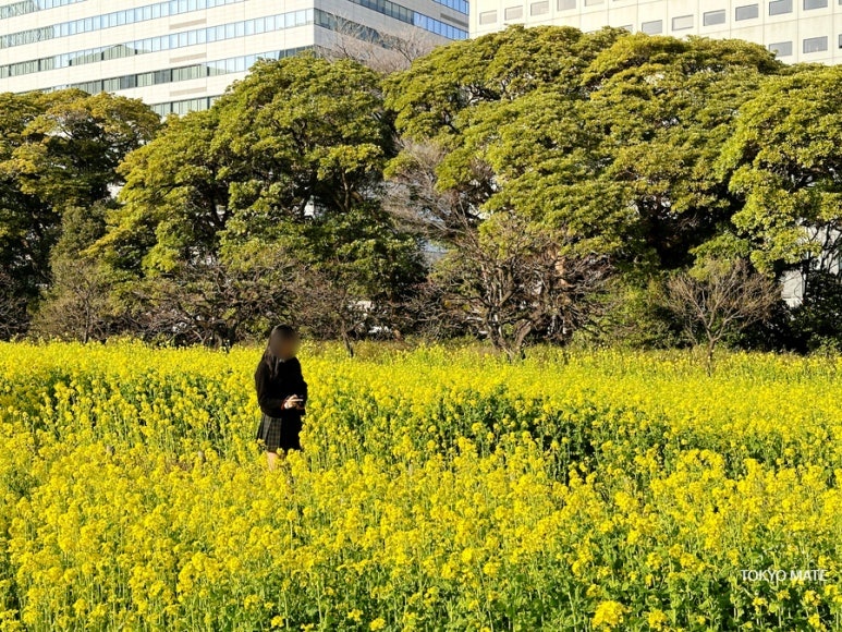 Hama-rikyu Gardens spring rapeseed flower field