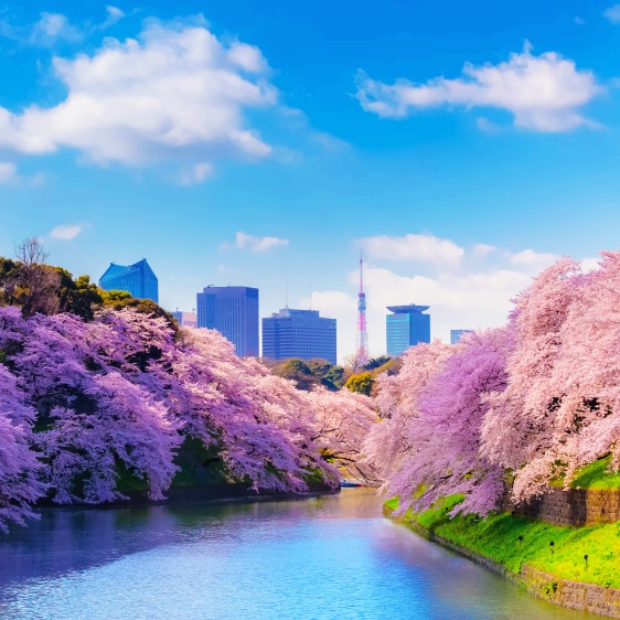 Chidorigafuchi Cherry Blossom Boat Guide: No Reservations, On-Site Ticketing & Night Illumination