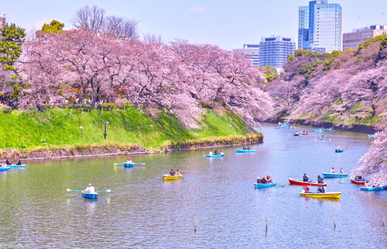 Cherry blossoms over the water viewed from a rowboat at Chidorigafuchi during cherry blossom season