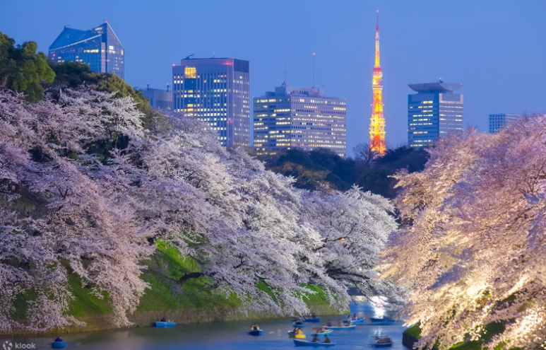 Night cherry blossom illumination reflected on the Chidorigafuchi moat