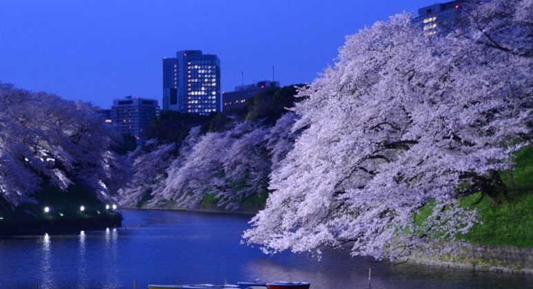 Night illumination of cherry blossoms reflected on the Chidorigafuchi moat water