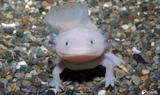 Axolotl resembling Ahoropatchi character