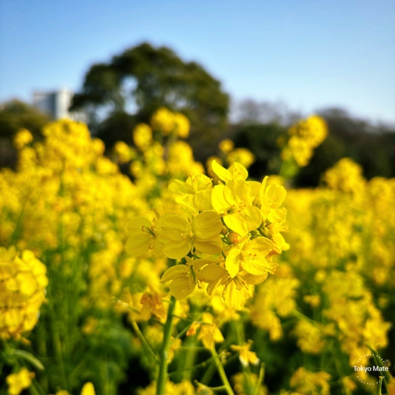 Hamarikyu Onshi Garden: Admission, Access, Cafe & Highlights Complete Guide