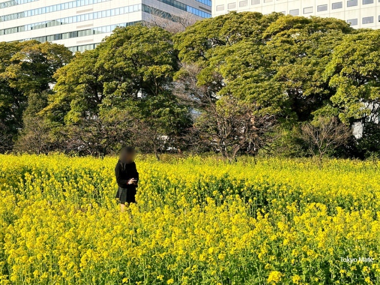 Hamarikyu Onshi Garden flower field spring canola