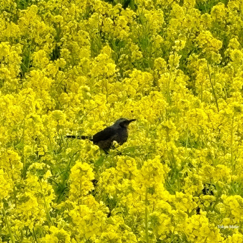 Hamarikyu Onshi Garden spring canola flowers
