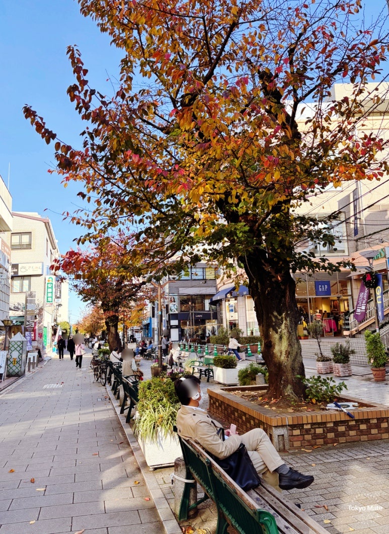 Jiyugaoka Marie Claire Street and Greenway walking path with benches and trees