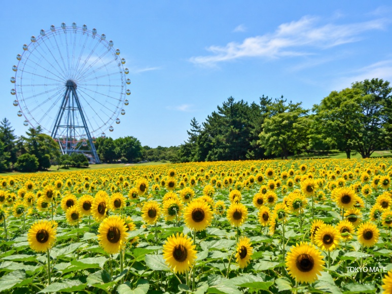 Sunflower field beside the Ferris wheel at Kasai Rinkai Park