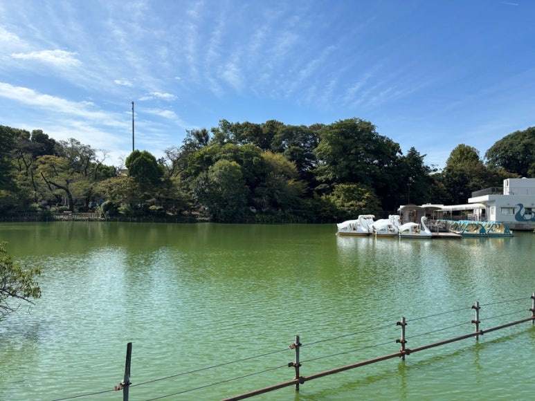Inokashira Park autumn scenery with swan boats