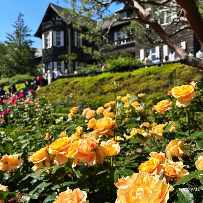 Kyu-Furukawa Gardens Western house and rose garden, Tokyo's famous rose spot