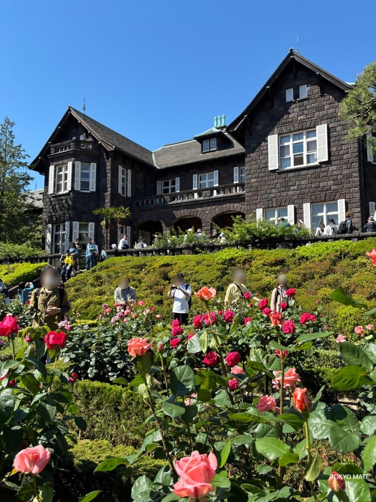 Kyu-Furukawa Gardens 2026 spring rose festival in full bloom