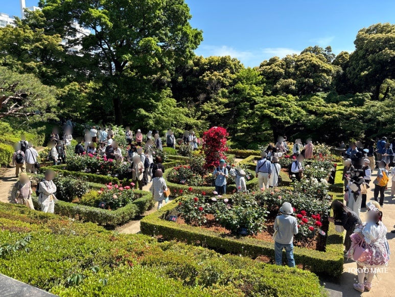 Tokyo Rose Festival roses at Kyu-Furukawa Gardens