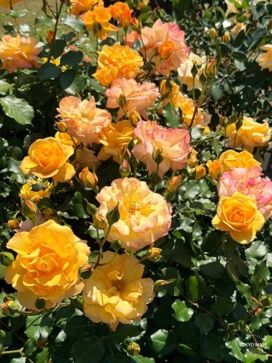 Kyu-Furukawa Gardens Rose Festival rose variety