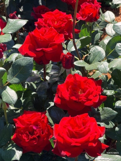 Kyu-Furukawa Gardens Rose Festival another rose variety