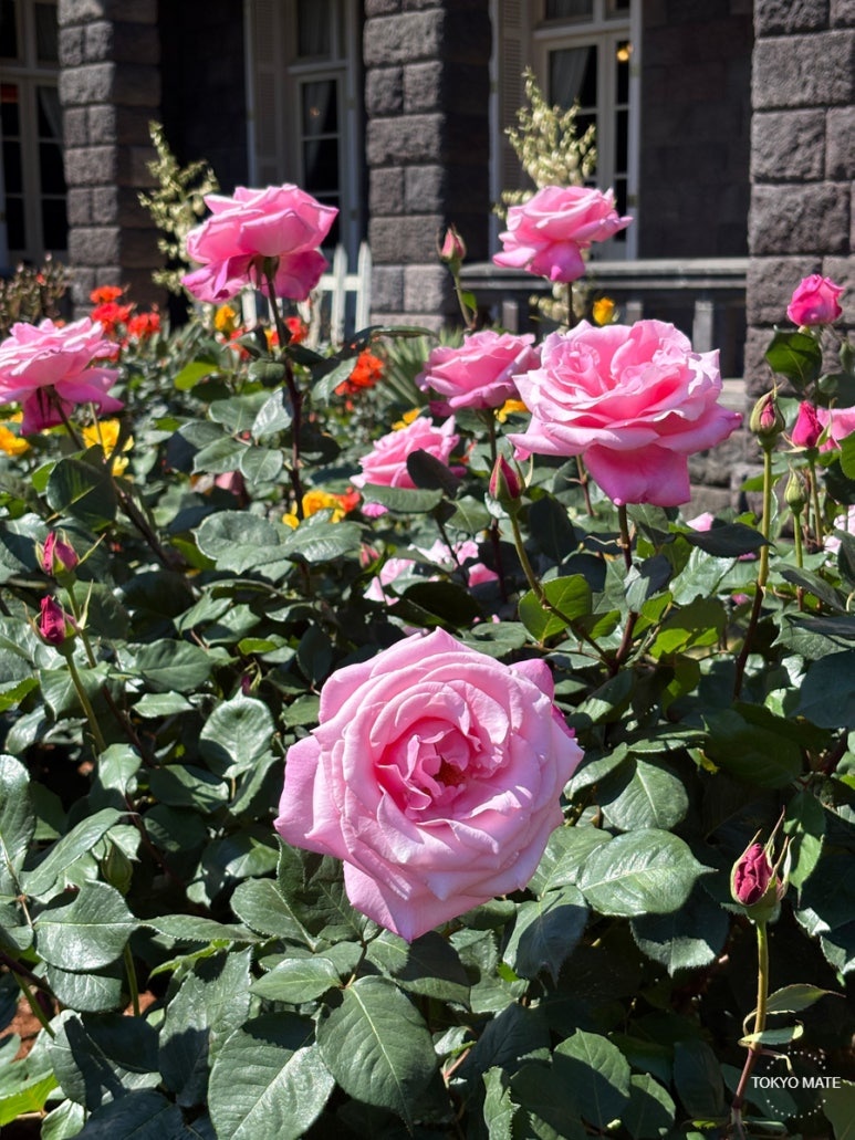 Western house and roses creating an exotic scene at Kyu-Furukawa Gardens
