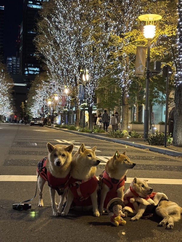 Dog model photo shoot at Marunouchi Naka-dori