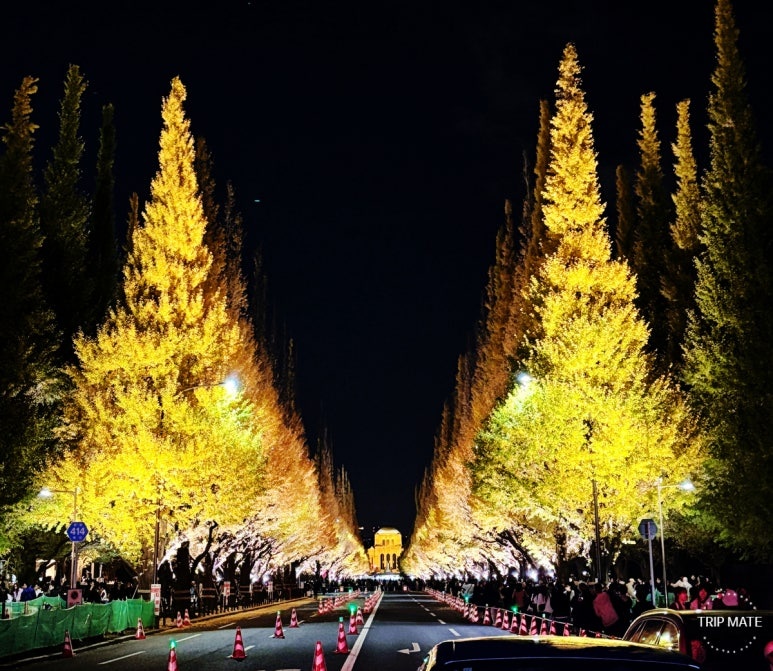 Meiji Jingu Gaien Ginkgo Avenue