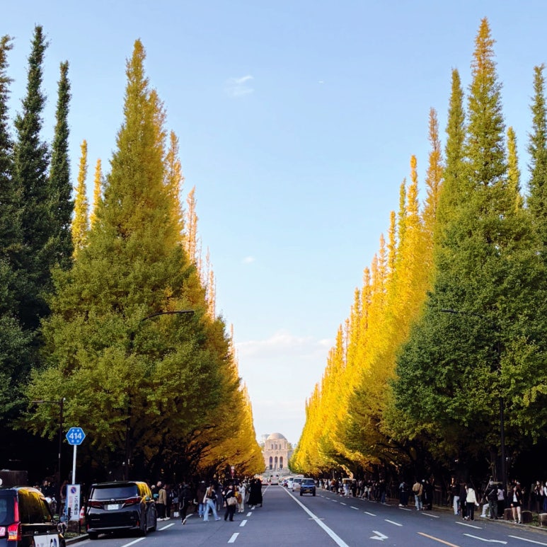 Meiji Jingu Gaien Tokyo Ginkgo Avenue: November Autumn Foliage #1 Spot, Light-Up & 2025 Christmas Market Guide