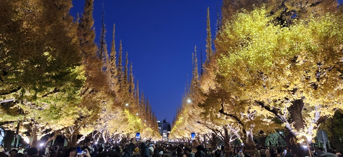 Meiji Jingu Gaien Tokyo ginkgo avenue night light-up illumination (source)