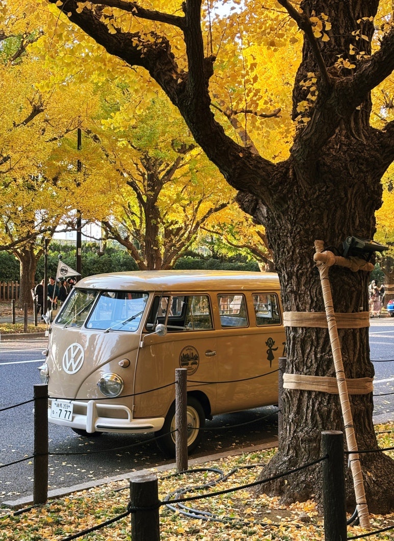 Meiji Jingu Gaien Tokyo ginkgo avenue autumn must-visit destination