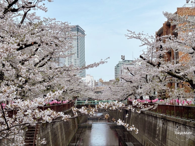 Nakameguro cherry blossoms at full bloom along the Meguro River