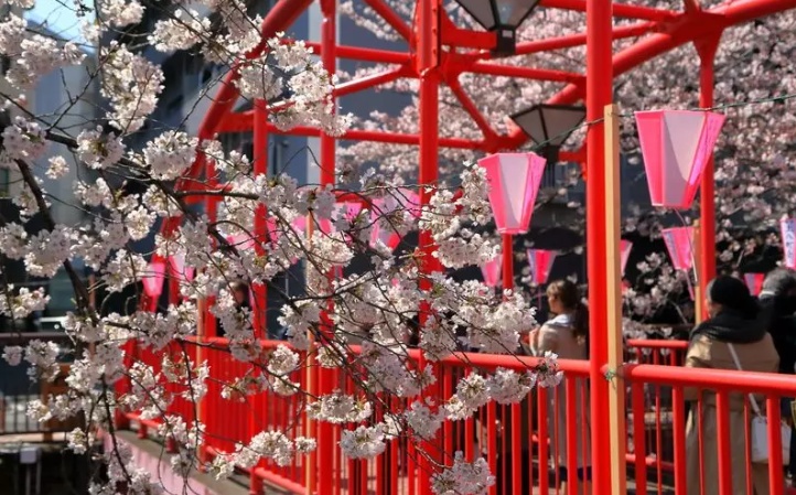 Nakanobashi red bridge cherry blossom photo spot in Nakameguro