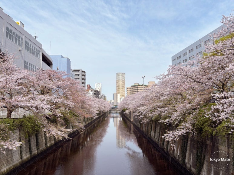 Meguro River downstream cherry blossom walking path near Meguro Station