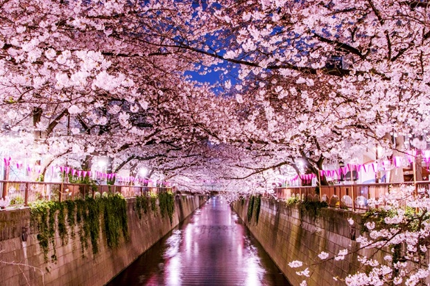 Meguro River cherry blossom night light-up panoramic view
