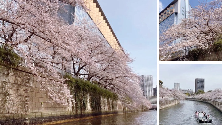 Meguro River cherry blossom cruise departing from Tennozu Pier