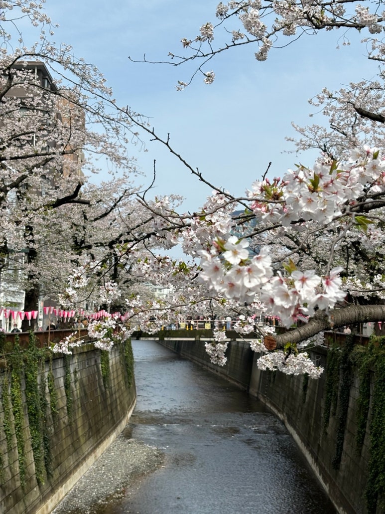 Nakameguro Meguro River peaceful afternoon view
