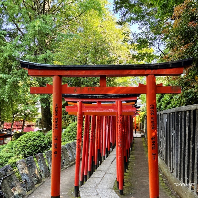 Nezu Shrine Guide: Access, Admission, Azalea Festival & Torii Walking Course
