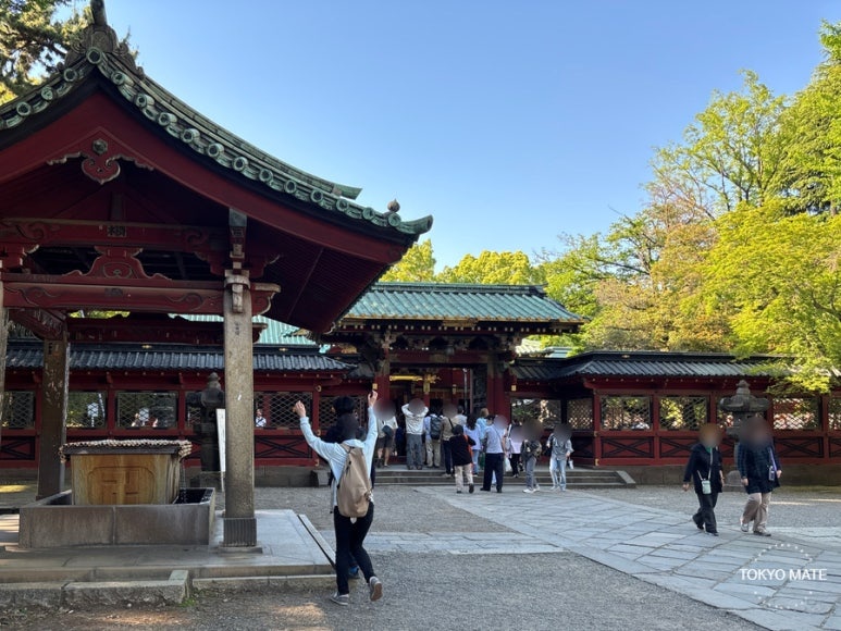 Nezu Shrine azaleas in full bloom in April