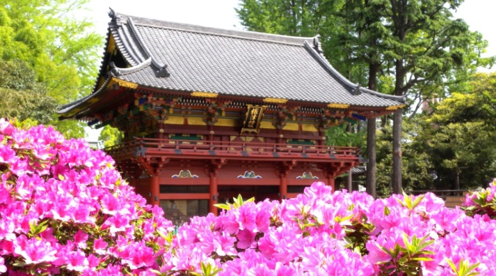 Bunkyo Tsutsuji Matsuri April Nezu Shrine spring flower festival
