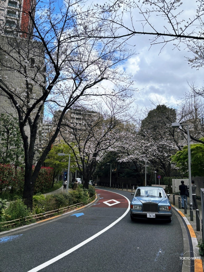 Roppongi Hills Bricolage terrace Sakurazaka cherry blossom season view