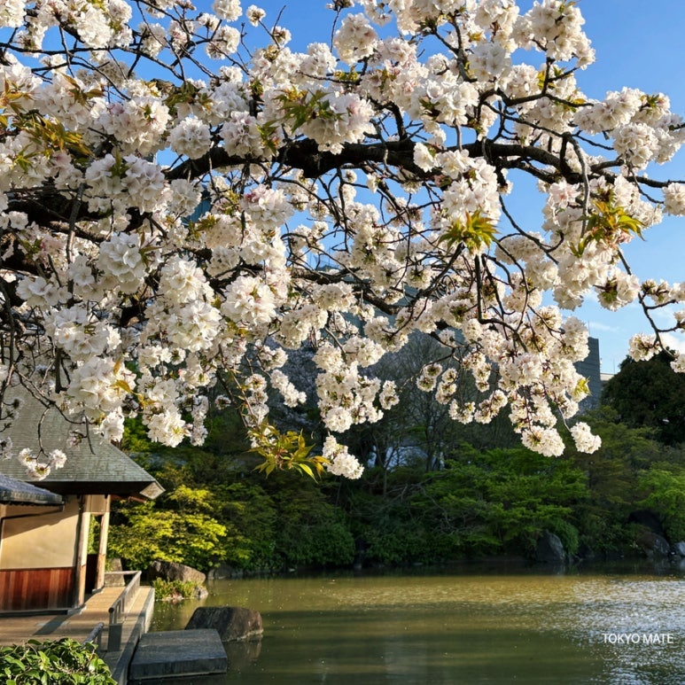 2026 Roppongi Cherry Blossom Guide | Sakurazaka, Tokyo Midtown Illumination & Night Views