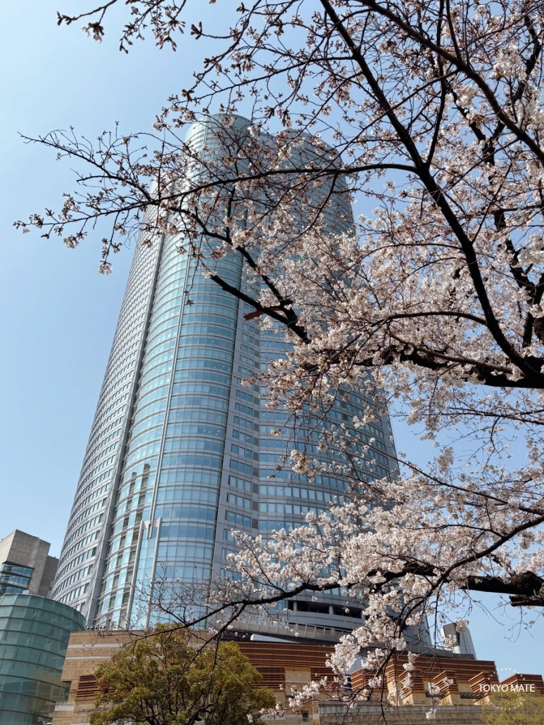 毛利庭園から望む桜と六本木ヒルズ