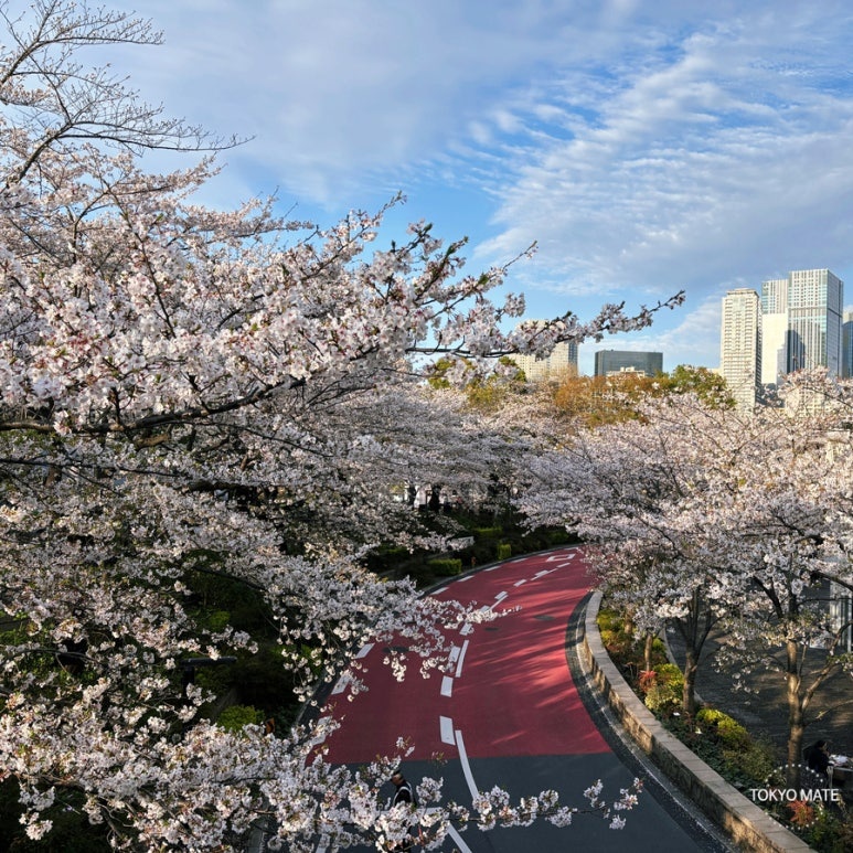 東京ミッドタウン さくら通りの桜並木