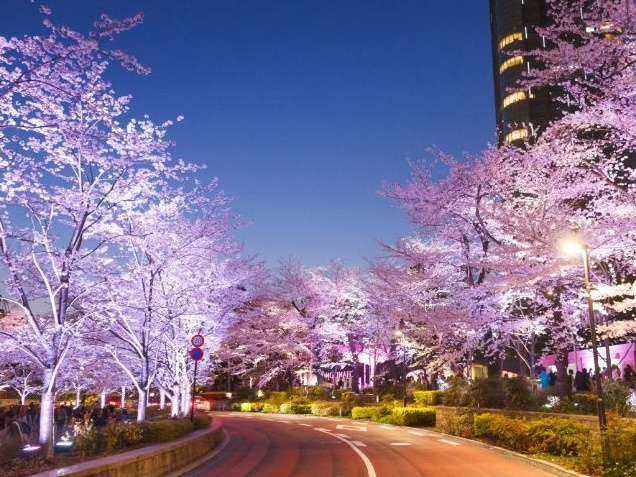 東京ミッドタウン さくら通りの夜桜ライトアップ