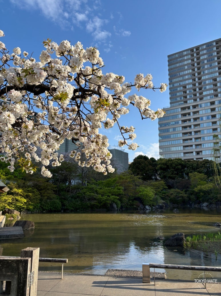 東京ミッドタウン裏の檜町公園でお花見ピクニック