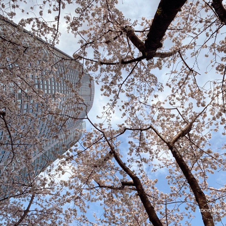 六本木ヒルズ毛利庭園の桜