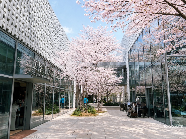 Spring cherry blossoms at the Daikanyama Tsutaya Share Lounge