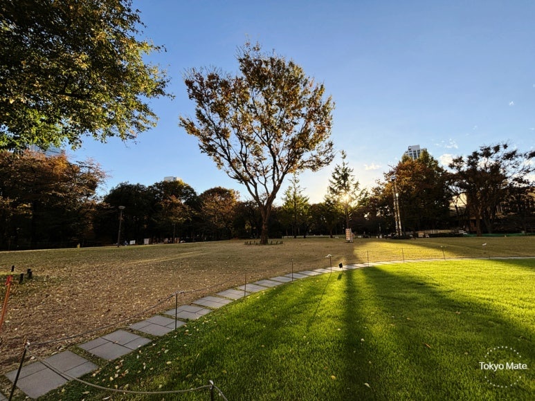 Shinjuku Chuo Park Autumn Foliage
