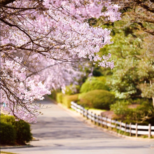 Shinjuku Gyoen Cherry Blossoms 2026: Reservations, Tickets & Best Spots