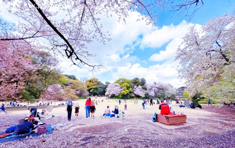 Shinjuku Gyoen English Landscape Garden cherry blossom lawn panorama